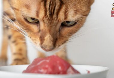 carne-cruda-vs-alimento-comercial-en-la-dieta-de-las-mascotas-2