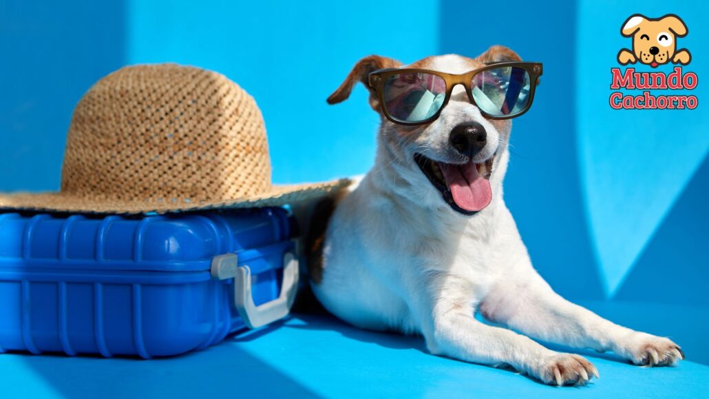 cuidado de tu mascota si sales de viaje