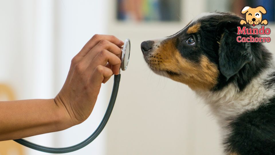 elegir veterinario