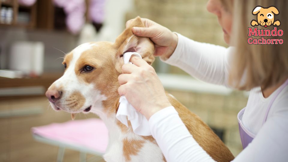 Limpiar los oídos de tu perro