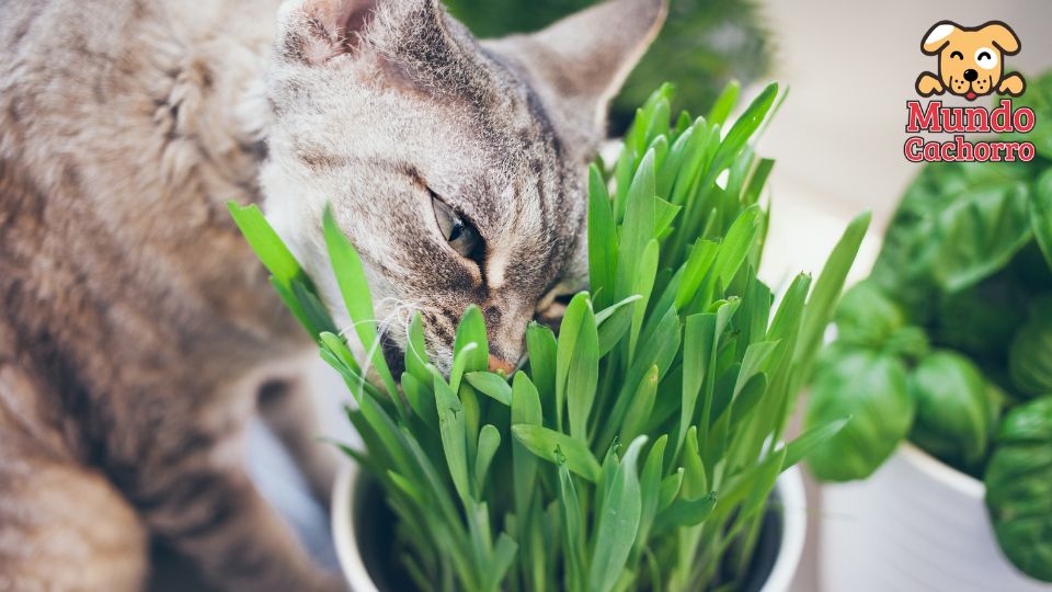 mi gato come plantas