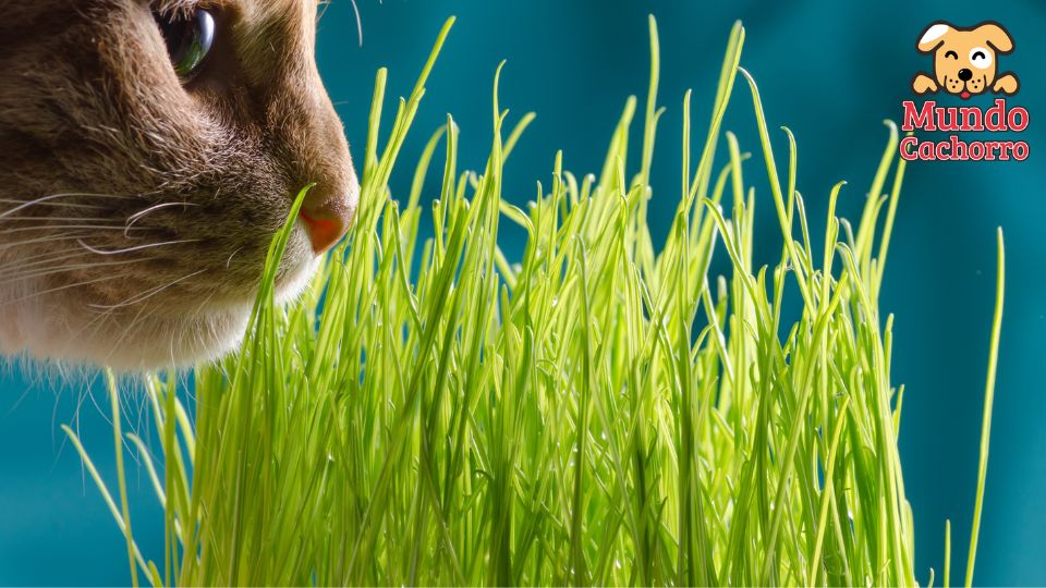 mi gato come plantas