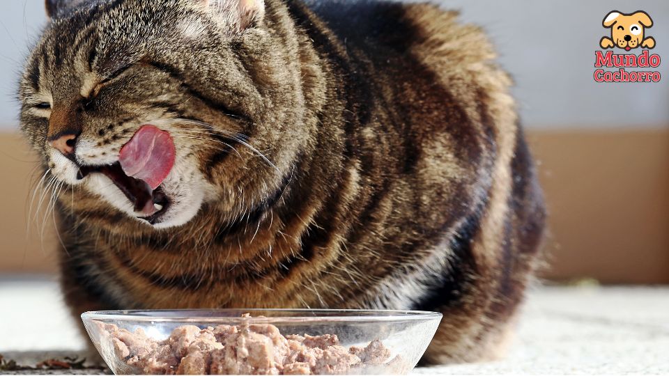 Comida húmeda para gatos