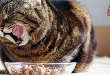 Comida húmeda para gatos