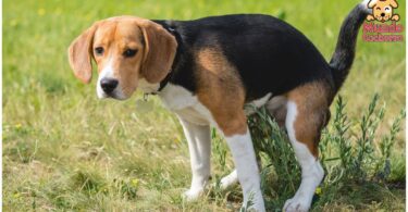 ¿Por qué comen caca los perros? Meta descripción: Descubre por qué algunos perros desarrollan el hábito de comer caca y cómo puedes evitarlo de manera efectiva.