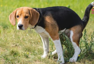 ¿Por qué comen caca los perros? Meta descripción: Descubre por qué algunos perros desarrollan el hábito de comer caca y cómo puedes evitarlo de manera efectiva.