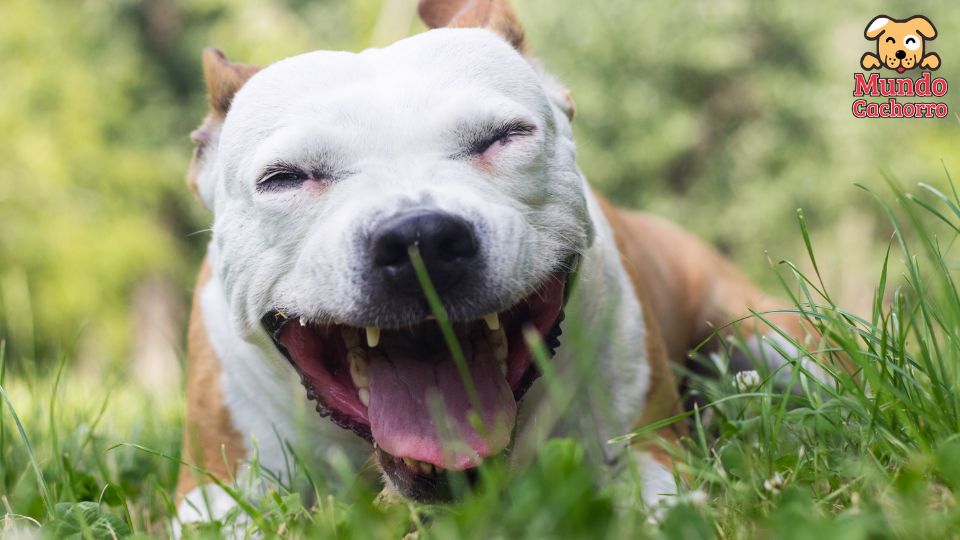 Por qué tose mi perro