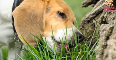 Qué hace que los perros coman césped