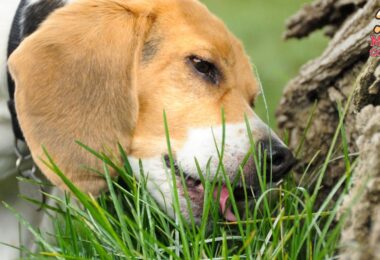 Qué hace que los perros coman césped