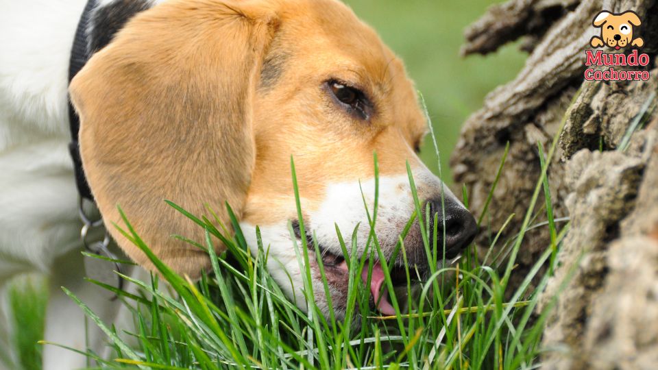 Qué hace que los perros coman césped