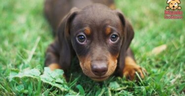 Qué puede causar una hinchazón en tu perro