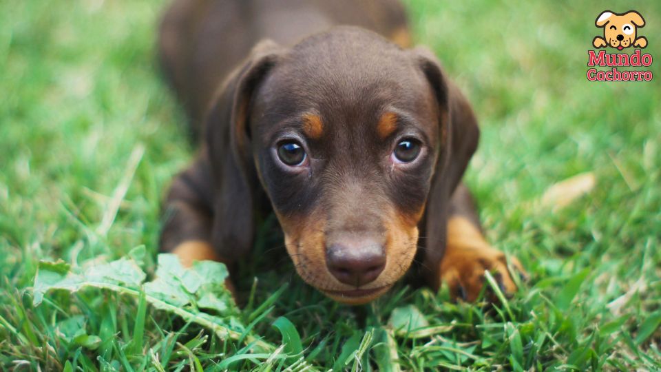 Qué puede causar una hinchazón en tu perro