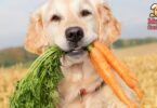 Cómo preparar comida saludable para perros