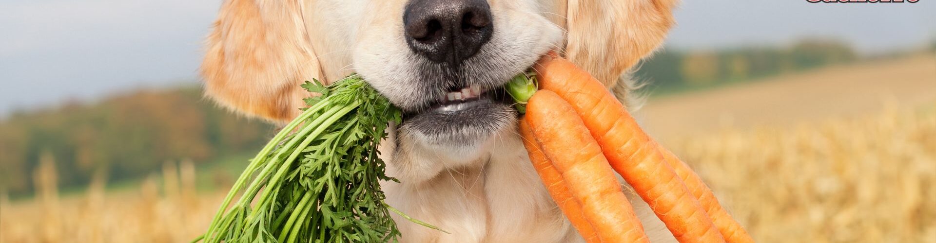 Cómo preparar comida saludable para perros