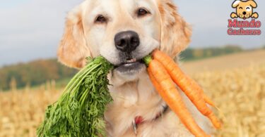 Cómo preparar comida saludable para perros