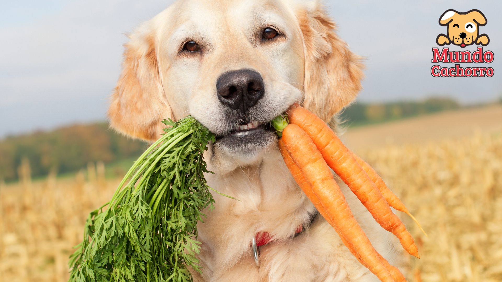 Cómo preparar comida saludable para perros