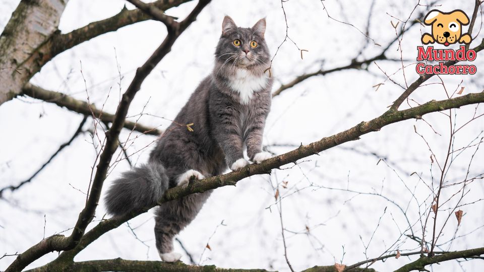 Ataxia en gatos tratamiento casero 2