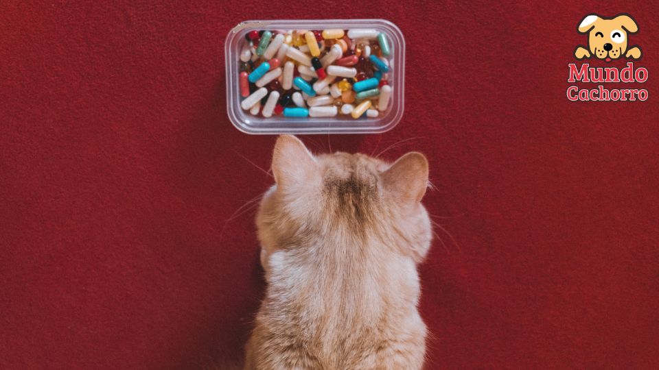 hibuprfeno gatos