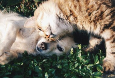 Ideas de regalo para alguien con mascota