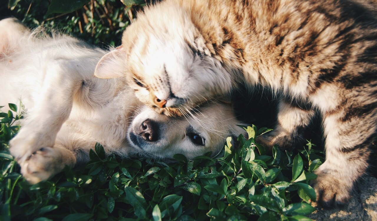 Ideas de regalo para alguien con mascota