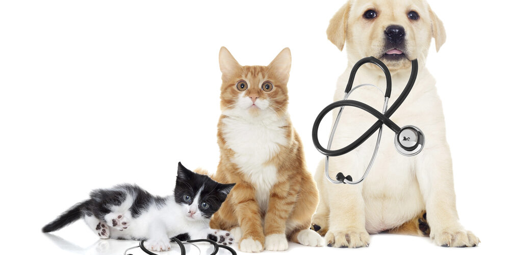 hospital veterinario