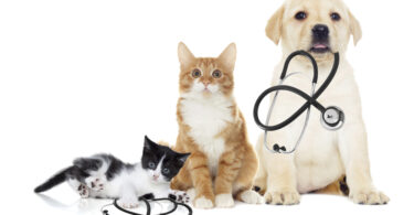 hospital veterinario
