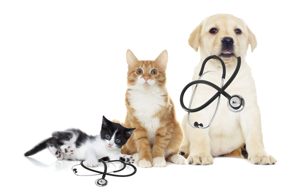hospital veterinario