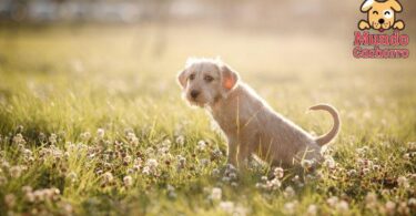 cachorro-en-campo-floreado