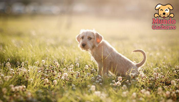 cachorro-en-campo-floreado