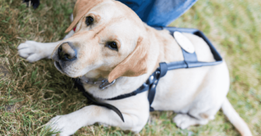 perro de asistencia tumbado en la hierba