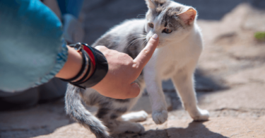 un hombre toca con su mano la nariz de un gato
