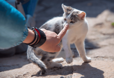 un hombre toca con su mano la nariz de un gato