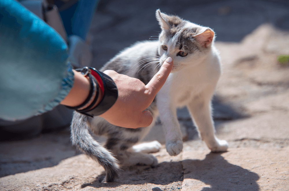 Un dueño enseñando a su gato en el salón de casa