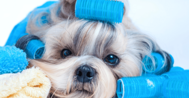 Un dueño examina el pelaje de su perro adulto mientras están en casa.