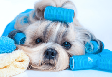 Un dueño examina el pelaje de su perro adulto mientras están en casa.