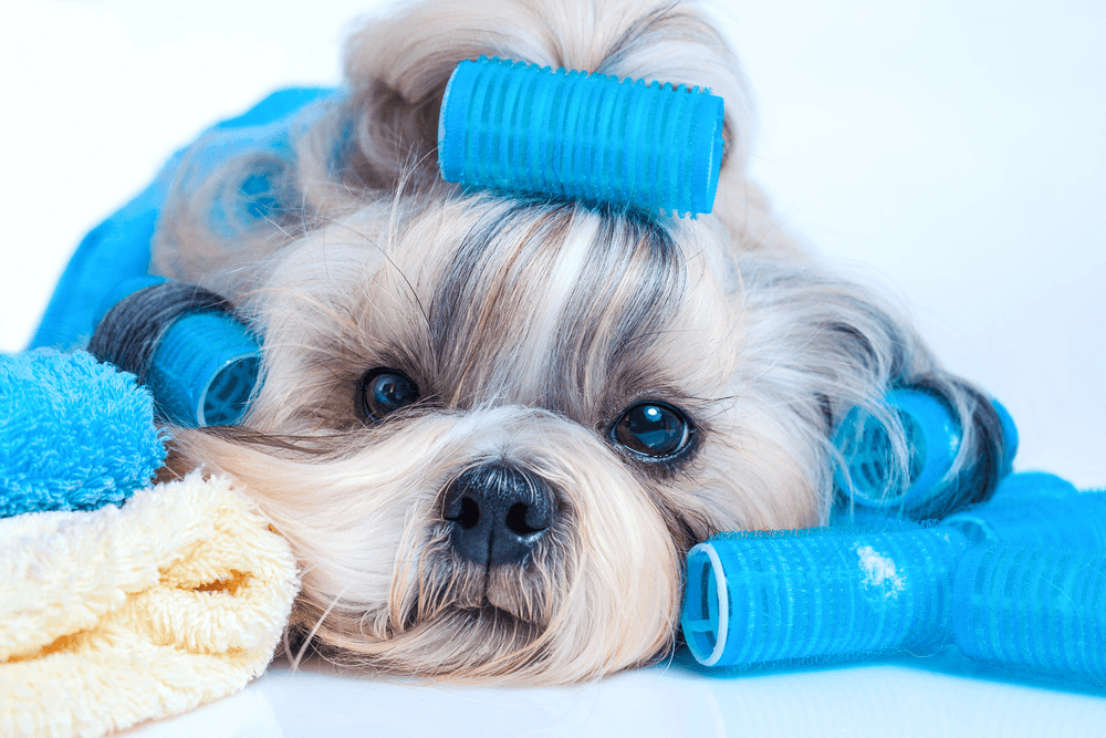 Un dueño examina el pelaje de su perro adulto mientras están en casa.