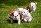 Cachorros de bulldog