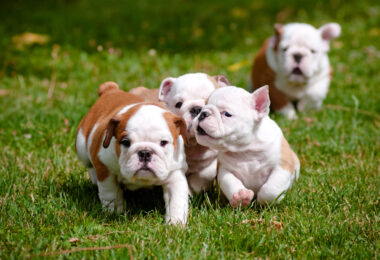 Cachorros de bulldog