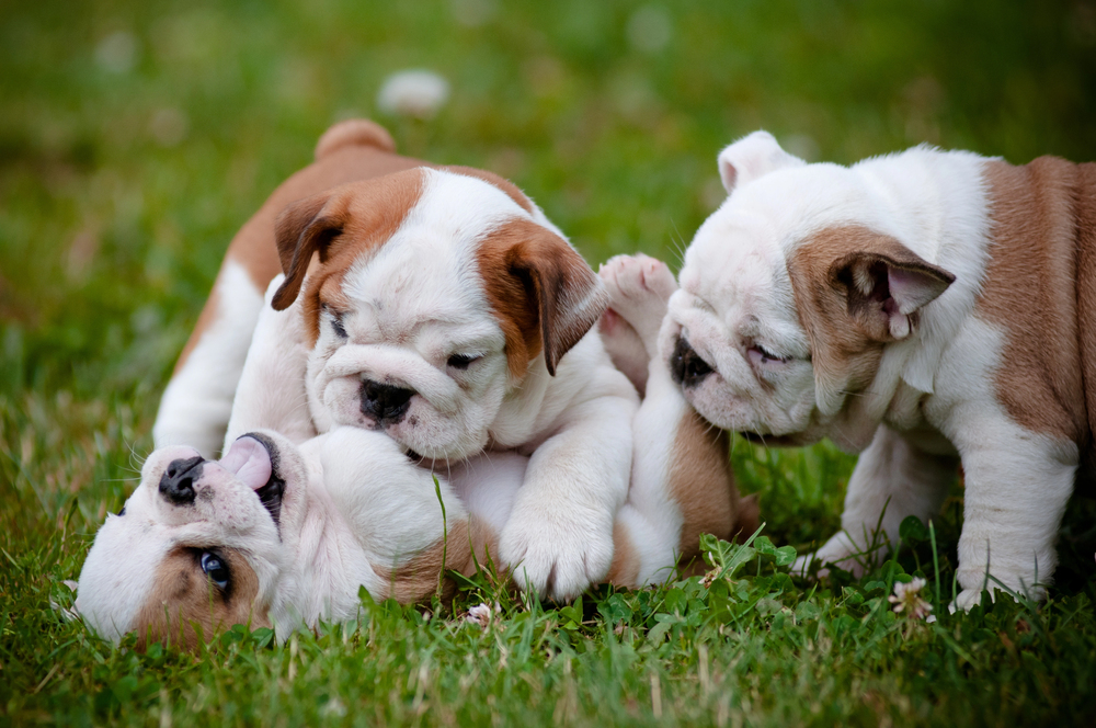 Cachorros de bulldog jugando