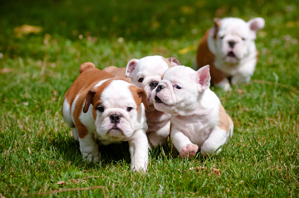 Cachorros de bulldog