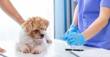 Enfermedades víricas en perros