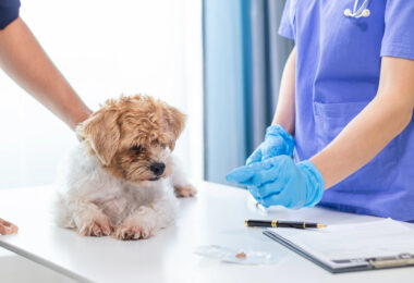 Enfermedades víricas en perros