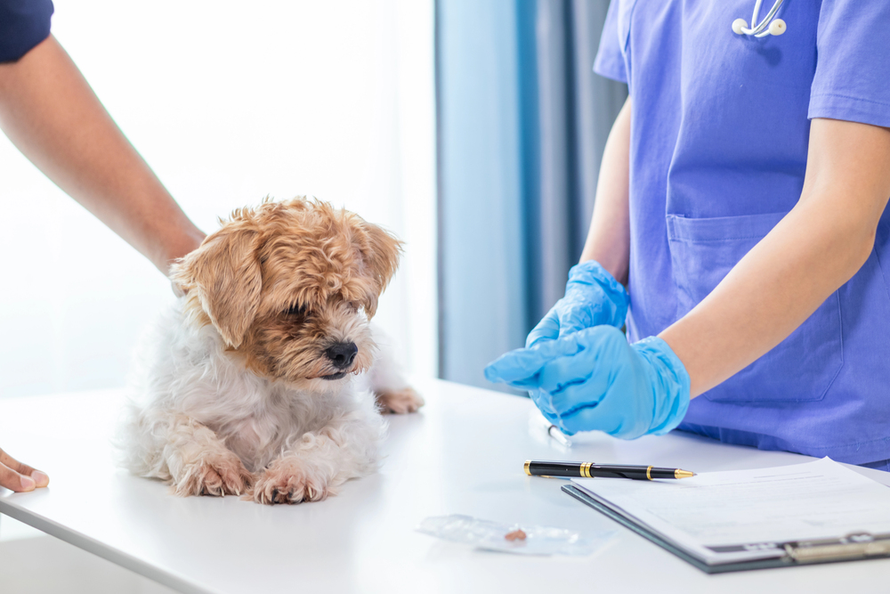 Enfermedades víricas en perros