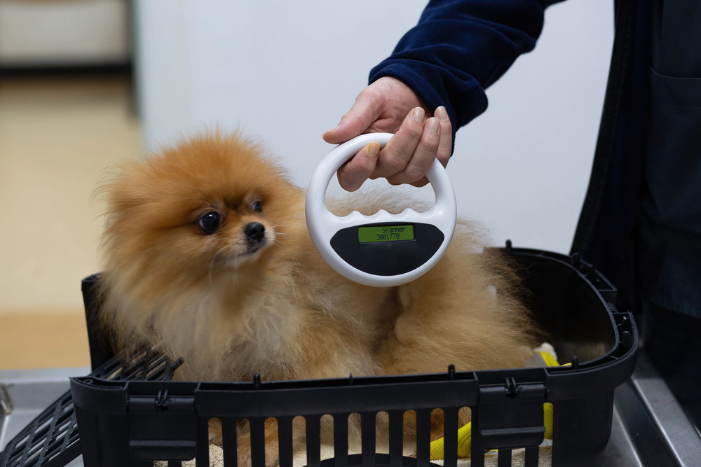 Veterinarian microchipping cute puppy in clinic