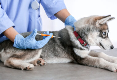 Veterinarian microchipping cute puppy in clinic