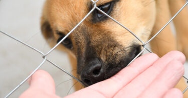 acogida temporal perro