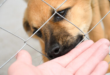 acogida temporal perro