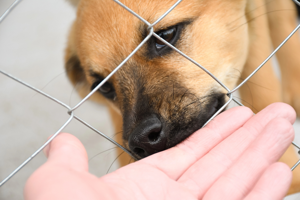 acogida temporal perro