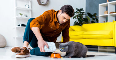 alimentacion equilibrada gatos