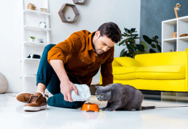 alimentacion equilibrada gatos